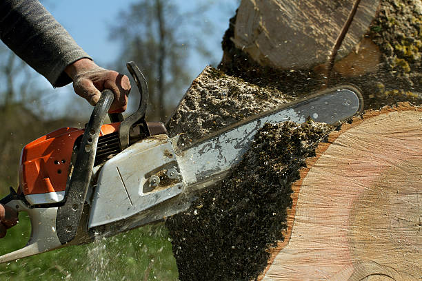 How Our Tree Care Process Works  in  Basin, WY